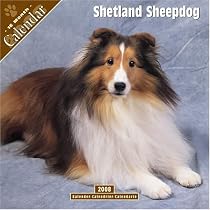 Shetland Sheepdog