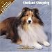   - Shetland Sheepdog 2008 Wall Calendar