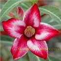 9GreenBox - Very Rare Adenium Desert Rose Wonderful Peach Grafted Bonsai