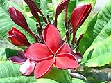 【希少なハイブリッド種】プルメリアのベアルート発根苗 ‘Siam Ruby'（大苗） 栽培セット【スリット鉢・プルメリア専用培養土・栽培説明書つき】