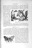 Natural History 1896 Insects Gypsy Moth Hermaphrodite