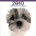shih_tzu15shih tzu - Shih Tzu 2010 Square Wall ARTLIST