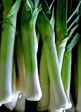 Organic Scotland Leek - 340 Seeds - Heirloom