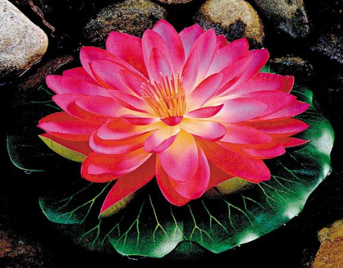 Waterlillies and Lotus