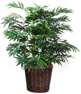 Parlour Palm Floor Plant in Basket