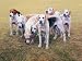 Gary Stinton - Seven Vwh Foxhounds [Ed 9] Size 29x23 - Gary Stinton Art Print Poster 29 x 23