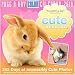 Cute Overload 2010 Desk Calendar