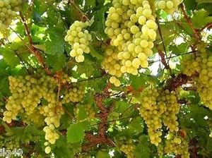 on.com : #1128 WHITE CONCORD GRAPES 