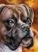 Boxer Dog Art Print Signed by Artist DJ Rogers