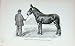 Antique Portrait 1895 Poitou Mule Brunette Horse