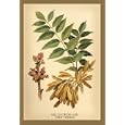 Ash Flowers and Seed Vessels 12x18 Giclee on canvas