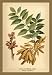 Ash Flowers and Seed Vessels 12x18 Giclee on canvas