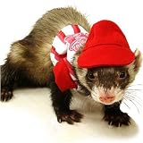Ferret�@�A�b�v����18���b�h/�s���NS