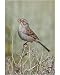 10x8 Photograph (25x20cm) Brewers Sparrow by Ardea