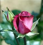 Deja Blue Rose Bush -Almost Thornless/Disease Resistant