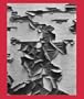 Aaron Siskind 100