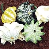 Crown of Thorns Gourd - 25 Seeds - B000RS0LU4