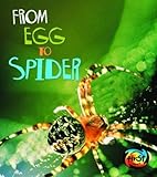 From egg to spider
