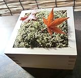 日本のアート 和風 まめ金プリ盆 「苔×紅葉×枡 」 ひのきの枡 プリザーブドフラワー 紅葉 苔 モス