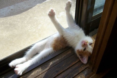 ねこ鍋―みちのく猫ものがたり奥森 すがり