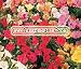FOUR O'CLOCK Mirabilis Jalapa --- 100 Flower Seeds