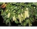 Photographic Prints of Kf-11743 Macadamia Nut Flowers from Ardea Wildlife Pets