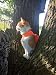 Mynwood Cat Jacket/Harness High Viz Orange Kitten up to 8month