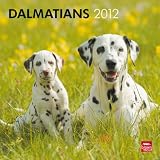 Dalmatians 2012 Square 12X12 Wall Calendar (Multilingual Edition)