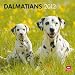 Dalmatians 2012 Square 12X12 Wall Calendar (Multilingual Edition) by BrownTrout Publishers Inc