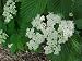 Ralph Senior/Autumn Jazz Arrowwood Shrub-Viburnum