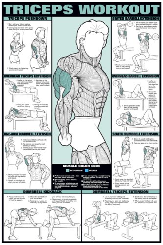 Triceps Workout 24" X 36" Laminated Chart reviews
