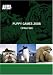 Search : Puppy Games 2008 (3 DVD Set)