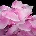 (Price/12 Packs)OpenPty™ Pink Rose Petals, Silk Petals, Wedding/Bridal Bouquets, Price/1680 Pieces