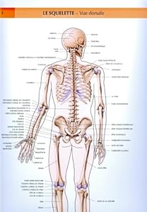 Planche anatomique squelette gratuite