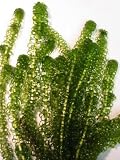 Oxygenating Weed Elodea 10 Pieces with Weights