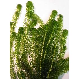 Oxygenating Weed Elodea 10 Pieces with Weights