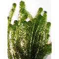 Oxygenating Weed Elodea 10 Pieces with Weights