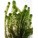 Oxygenating Weed Elodea 10 Pieces with Weights