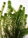 Oxygenating Weed Elodea 10 Pieces with Weights