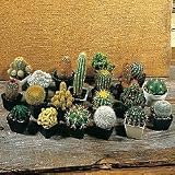Perennial Seeds - Cactus Ornamental Blend Seeds