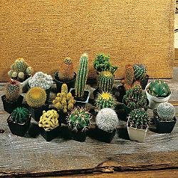 Perennial Seeds - Cactus Ornamental Blend Seeds