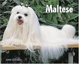 Just Maltese 2008 Calendar (Just)
