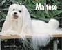 Just Maltese 2008 Calendar