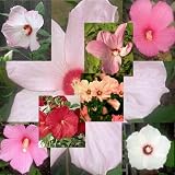 Amazon / Tropical Oasis: HARDY HIBISCUS color mix BULK 1000+ seeds