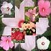 HARDY HIBISCUS color mix INCREDIBLE VARIETY 20 seeds HARDY HIBISCUS color mix INCREDIBLE VARIETY 20 seeds
