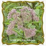 Sweet Joe Pye Weed (Eupatorium purpureum) Jumbo Wildflower Seed Packet - 800 Seeds
