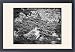 Framed Prints of Juniperus Communis (Common Juniper) from Mary Evans
