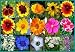 Bird & Butterfly Wildflower Mix - 4,000 Seeds - Seed Needs Envelope