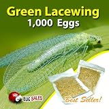 Green Lacewing 1000 Eggs - Good Bugs - Aphid Exterminator