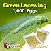 Green Lacewing 1000 Eggs - Good Bugs - Aphid Exterminator